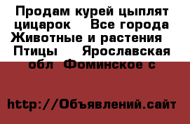 Продам курей цыплят,цицарок. - Все города Животные и растения » Птицы   . Ярославская обл.,Фоминское с.